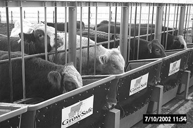 Figure 3. GrowSafe System used for measuring RFI of bulls at Olds College.