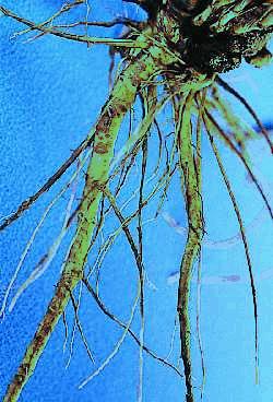 Figure 16b. Roots of E. angustifolia affected by crown rot caused by Fusarium spp. Roots have become truncated and several have disintegrated.