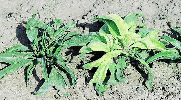 Figure 2. Phytoplasma infection in young plant of E. angustifolia (right).