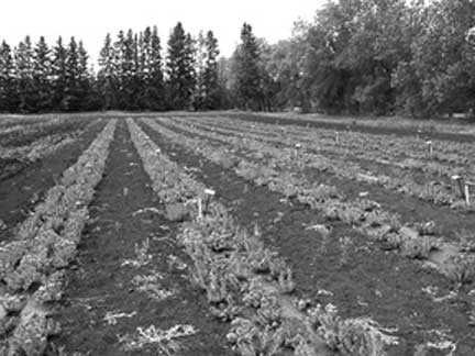 Figure 3. Plant row spacing.