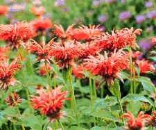 Figure 2. Healthy monarda flowers with five-lobed calyxes 