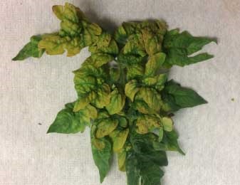 Typical TCDVd/PSTVd symptoms on greenhouse tomato plants.