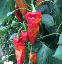 Typical TSWV symptoms on greenhouse pepper plants. 