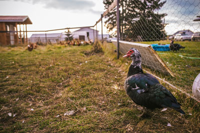 Kettle Crossing Farm