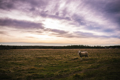 Kettle Crossing Farm