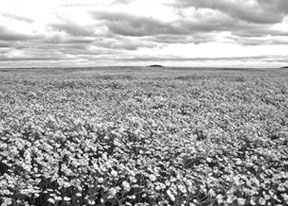 Figure 3. Scentless chamomile infestation the year after underseeding a forage crop with a barley crop