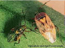 Figure 2. Fifth instar nymph (left) and adult (right).