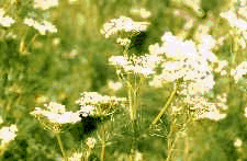 Figure 3. Healthy caraway flowers 