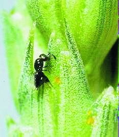 Figure 7. Female (with midge eggs) 