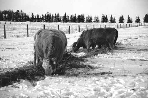 Figure 2. Grazing through snow