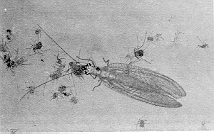 Figure 3. Lacewing adul
