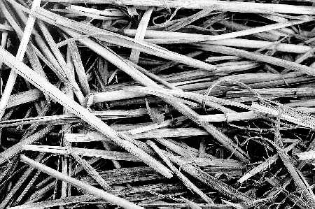 Figure 6. Severe spring frosts are more damaging to plants that have heavy surface residue beneath them.