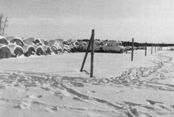 Figure 1. Elk tracks by the electric fence.