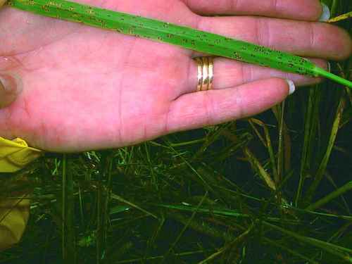 Figure 11. Purple eyespot (Cladosporium phlei) on timothy.