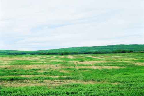 Figure 14. Grass seed field damaged by glassy cutworms.