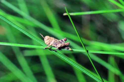 Figure 13. Third instar stage of a migratory grasshopper.