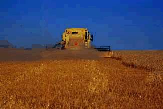 In reduced and zero tillage systems, crop residues must be spread evenly.