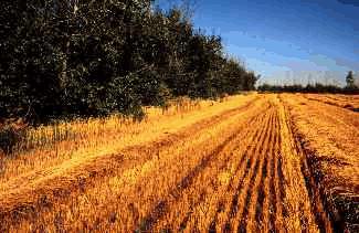 Field shelterbelts reduce wind erosion and conserve soil moisture.