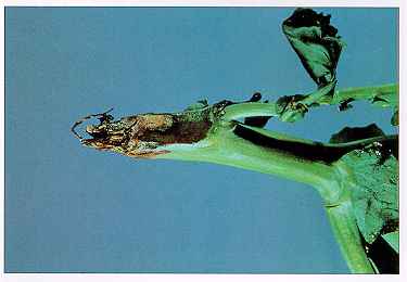 Figure 2. Blackleg-girdled stems often snap off.