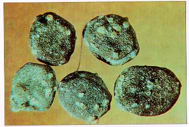 Figure 3. Infected seed (usually much less than 1% in seed lots).