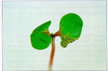 Figure 4. Infected seedlings - from infected seed.