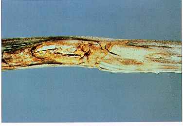 Figure 5. Blackleg overwinters on infected stubble (old cankers.)