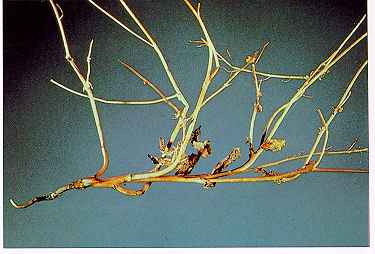 Figure 7. Virulent blackleg kills susceptible canola at flowering.