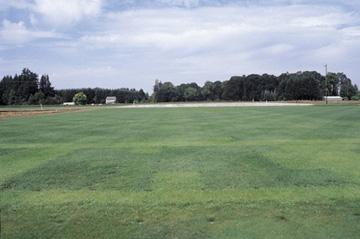 Tall fescue turf variety evaluation trial.