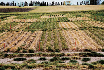 Winter hardiness differences in tall fescue varieties.