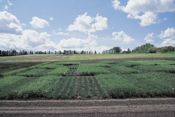 Tall fescue variety seed yield evaluation trial at Beaverlodge, AB.