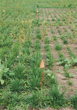 Sensitivity of seedling tall fescue to grassy weed herbicides.