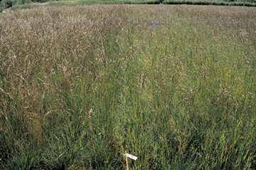 Effect of wild oat competition on seedling tall fescue the year after establishment.