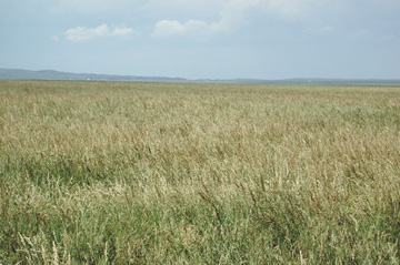 Irrigated tall fescue seed field in southern Alberta.