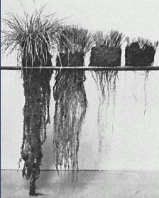 Figure 3. Greenhouse sods of rough fescue