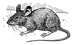 Figure 1. The house mouse