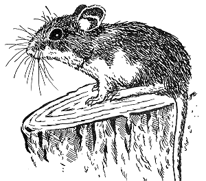 Figure 2. White-footed mouse (or deer mouse)