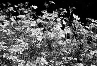 Figure 1. Coriander has small white or pink flowers