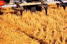 A wide blade cultivator manitains a good crop residue cover.