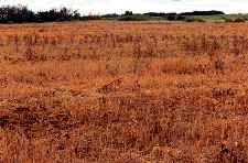Conservation fallow maintains a crop residue cover to protect the soil.