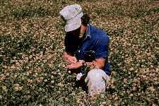 Legumes protect the soil and add nitrogen and organic matter. 