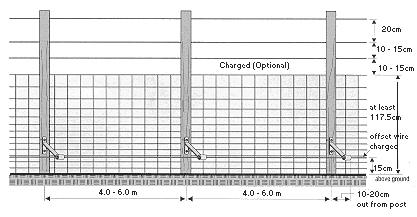 Figure 2.  An electrified, high tensile mesh-wire fence, viewed from outside the enclosure .