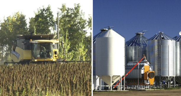 Combine in hemp field. Aeratino bins